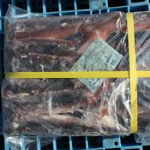 바다더해 국내산 선동오징어 중 8.5kg 동해안 오징어